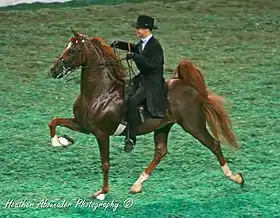 American Saddlebred pratiquant le rack.