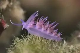 Flabellina affinis