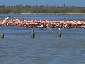 Boca de Tocuyo (paroisse civile)