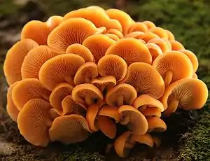 Flammulina velutipes (Basidiomycota, Agaricales, Marasmiaceae)