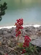 Fleur, à l’arrière plan,lac de l'Oule.
