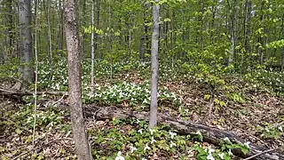 Fleurs printanières (trille blanc) dans la forêt du parc Angrignon
