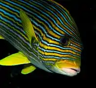 Gaterin à rubans (Plectorhinchus polytaenia)