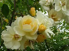 'Mademoiselle Claire Jacquier' (1887)