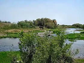 Poney solitaire sur l'île de Lesbos