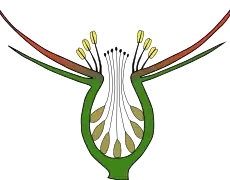 Conceptacle de Rosa.