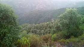 Image illustrative de l’article Forêt d'Amejoud