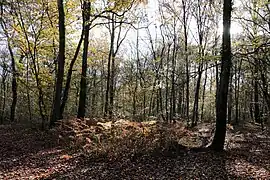 Forêt de Charbonnière