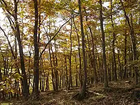 Image illustrative de l’article Forêt de Dreux