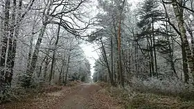 Image illustrative de l’article Forêt domaniale de Liffré