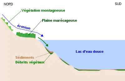 Schémas montrant comment l'érosion amène les débris végétaux dans un lac avant que ceux-ci ne soient recouverts par les sédiments.