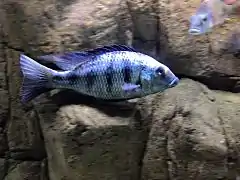 Spécimen en aquarium