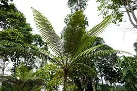 Fougère arborescente (Cyathea welwitschii).