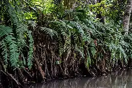 Fougères accrochées aux racines échasses.