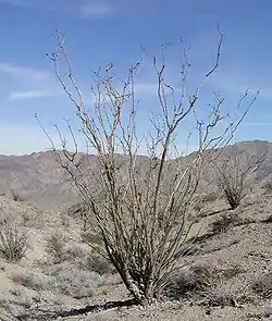 Un ocotillo de la région de Palm Springs.