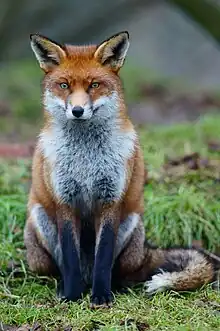 Renard.