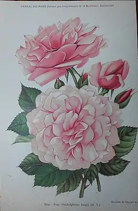 Rose 'Frau Oberhofgärtner Singer' (1908)