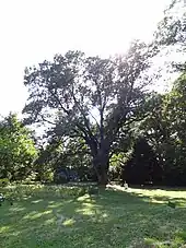 Un représentant de la sous-espèce oxycarpa dans le parc botanique de Bucarest