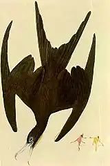 Frégate superbeFregata magnificens