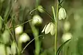 Fritillaria thunbergii