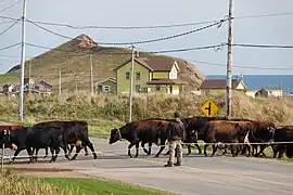 Troupeau de la fromagerie.