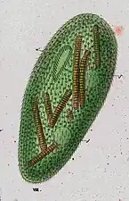 Frontonia vernalis d'après Ehrenberg