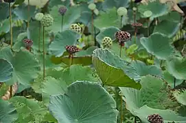 Fruits du lotus et feuilles peltées à la nervure rayonnante