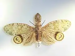 Fulgora - Fulgora laternaria