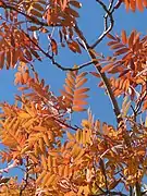 Couleur des feuilles en automne