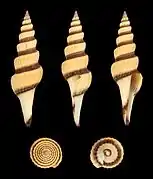 Fusiturris similis (en).