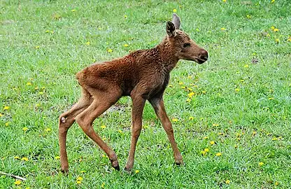 Faon d'Élan (Alces alces).