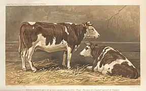 génisses de race cotentine