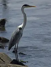 Héron cocoi (Ardea cocoi)