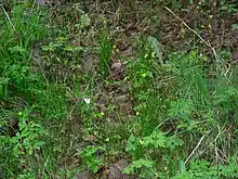 Station de Gagée à spathe montrant des individus fleuris et d'autres non.
