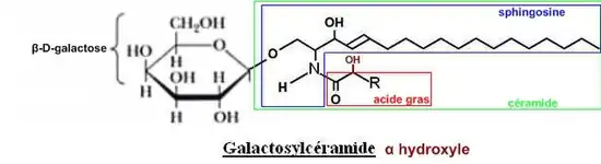 Céramide + Glucose = Glucosylcéramide; R= chaine carbonée saturée