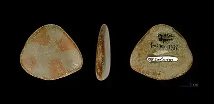 Galet peint- Muséum de Toulouse