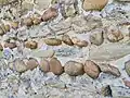 Galets de quartzite, mur de l'église Saint Romain, dépôt de Bonnevaux-L'Amballan