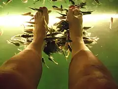 Des poissons-docteurs en plein travail à Siem Reap äu Cambodge