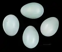 Œufs de Garrulaxe masqué Muséum de Toulouse