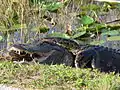 Python birman dans les Everglades attaqué par un alligator du Mississippi