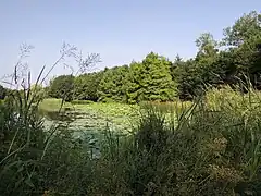 L'un des 5 étangs du parc.