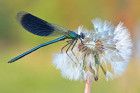 Calopteryx splendens mâle