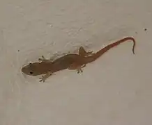 Gecko sur un mur d'un complexe hôtelier cubain.