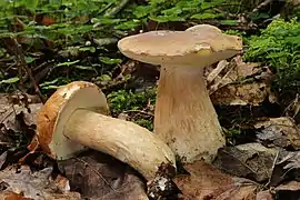 Boletus edulis, un Boletales