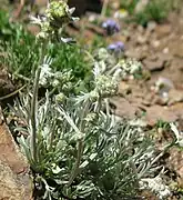 Genépi (Artemisia galcialis, A. genipi, A. umbelliformis)