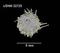 Test de Temnopleurus apodus.