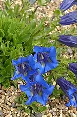 Gentiane acaule(Gentiana acaulis)