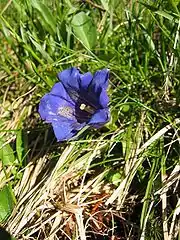 Gentiane acaule(Gentiana acaulis).