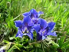 Gentiane acaule(Gentiana acaulis)
