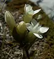 Fleurs de Gentianelle des champs, forme blanche